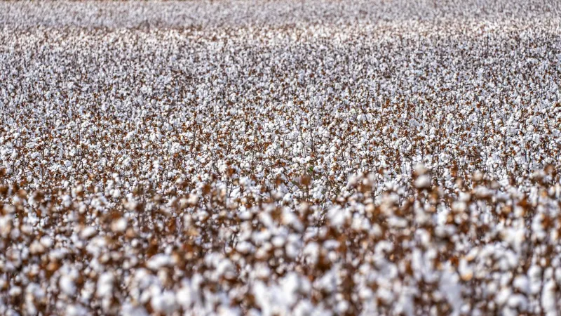 Cotton Fields to Country Royalty: When Poverty Forged America's Most Honest Voice