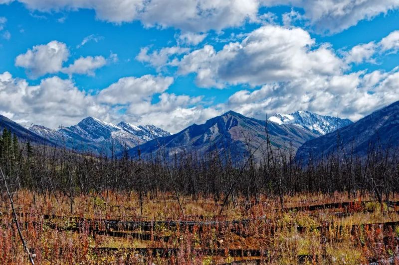 The Man Who Flunked Out of Medicine and Saved America's Wild Places